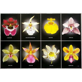 โปสเตอร์ ดอกไม้ ดอกกล้วยไม้ Orchids POSTER 24”x35” Inch Miltoniopsis Beallara Cymbidium Cattleya Dendrobium Hybrid