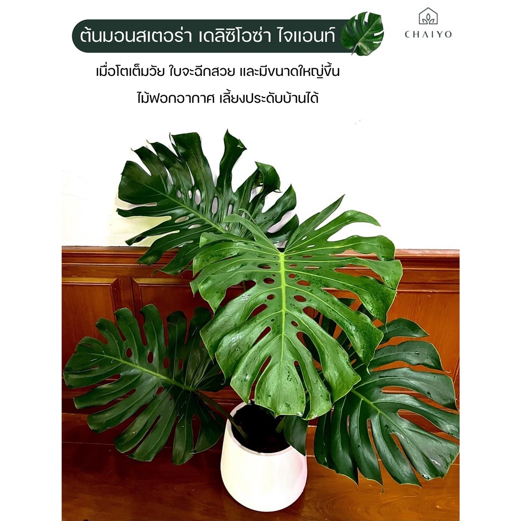 มอนสเตอร่า-เดลิซิโอซ่า-ไจแอนท์-monstera-deliciosa-monstera-giant