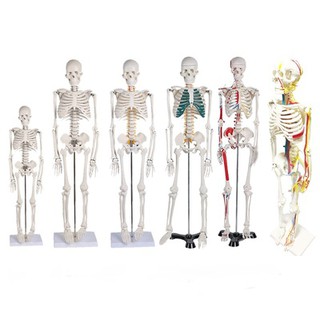 โมเดลหุ่นอนาโตมี่ โครงกระดูกมนุษย์ Human Body Skeleton Anatomical Model Medical Teaching Anatomy Model 20 45 85cm