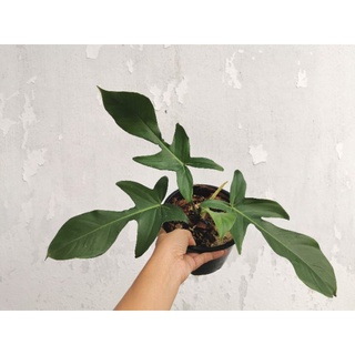 philodendron squamiferum ฟิโลเด​นด​รอน​ ก้ามกุ้งขน