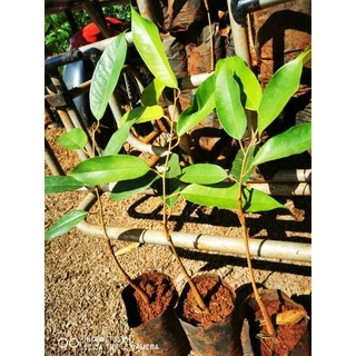 ต้นพันธุ์ทุเรียนหมอนทองจันทบุรี(เสียบยอด)​🍁ถุงเบอร์7🍁ซื้อ10ต้นแถม1​ต้น photo