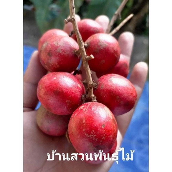 ต้นมะไฟแดง-ต้นเสียบยอด-สายพันธุ์แท้