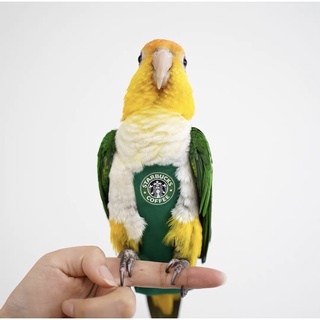 ภาพหน้าปกสินค้าชุดนกแก้ว Starbucks ผ้าอ้อม สําหรับนกแก้ว ที่เกี่ยวข้อง