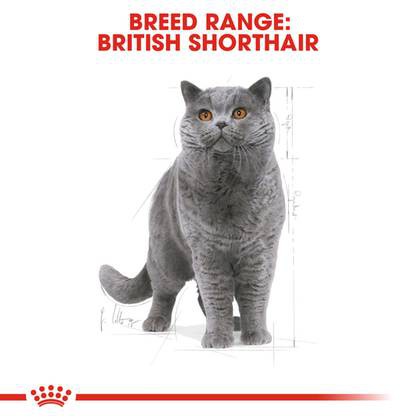 royal-canin-cat-british-shorthair-adult-400-g-อาหารแมวโต-บริติช-ชอร์ตแฮร์