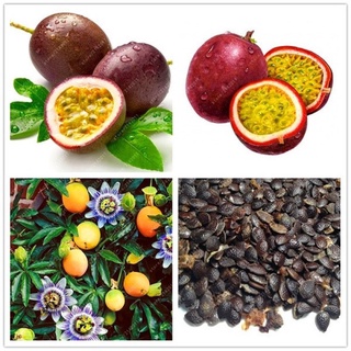 （เมล็ดพันธุ์ ถูก คละ）Passion Fruit Seeds เมล็ดบอนสี บอนสีหายาก เมล็ดพันธุ์ผัก พันธุ์ไม้ผล เมล็ดดอกไม้ บอนไซ ต้นไม้ ตกแต่