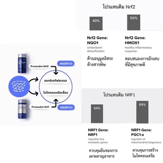 ภาพขนาดย่อของภาพหน้าปกสินค้าProtandimโปรแทนดิมNRF2 จากร้าน patty171q บน Shopee ภาพที่ 2