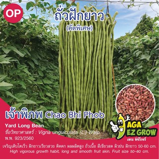 เมล็ดพันธุ์ ถั่วฝักยาว เจ้าพิภพ บรรจุ 10 กรัม [โปรโมชั่น ซื้อ10ซอง แถมฟรี 1ซอง]