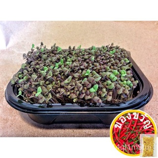 Dark Opal Microgreen Seeds Benih (5g) - Grow your own superfood (Pherotool Seeds) (Plants and Bugs)向日葵/上衣/seeds/园艺/玫瑰/帽子