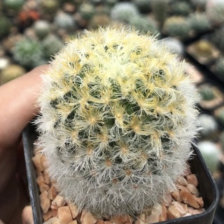 💖🌼Mammillaria carmenae ขนหยอย🌳🌳 โคลนไม้นำเข้าญี่ปุ่น ต้นแม่ฟอร์มกอภาพสุดท้าย Size3.3cm++