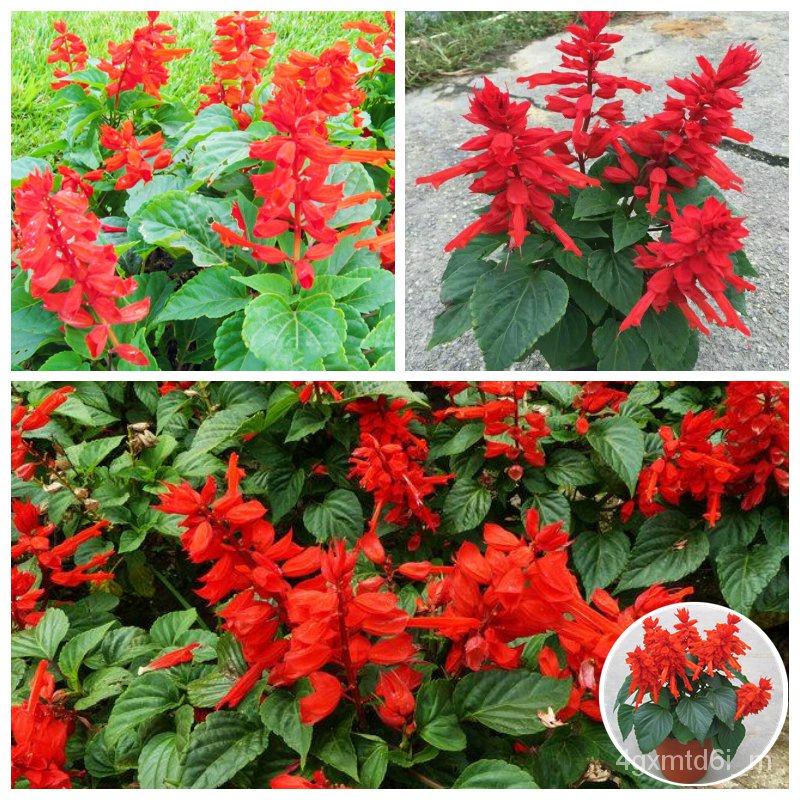 เมล็ดพันธุ์-ดอกซัลเวียช่อโปร่ง-สีแดง-salvia-splendens-flower-seeds-บรรจุ-100-เมล็ด-คุณภาพดี-ต้นดอกไม้ส-เมล็ดนำเข้า-คละสี