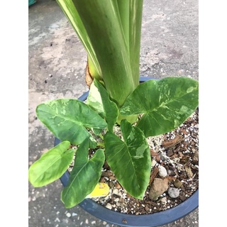 Alocasia macrorrhizos (L.) G.Don.ไข่บอนกระดาษด่าง