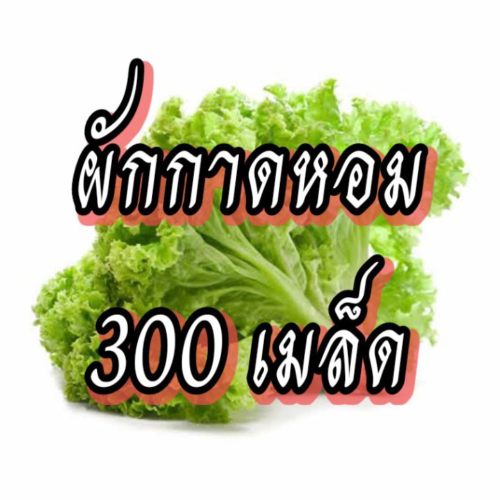 เมล็ดผักสวนครัว-เมล็ดผักชุดที่1-คะน้า-ผักกาดขาว-กะเพรา-ผักชีฝรั่ง-ผักกาดหอม