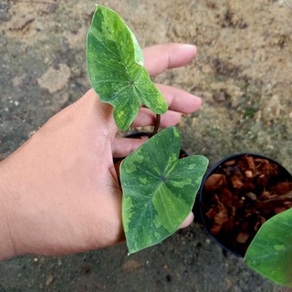 ❤️ (1/11/66) Colocasia Lemonlamp Gecko ☘️ โคโลคาเซีย เลมอนแลมเก๊กโค บอนยักษ์ 🌱 บอนสี ไม้ด่าง 🌱 [CLG]