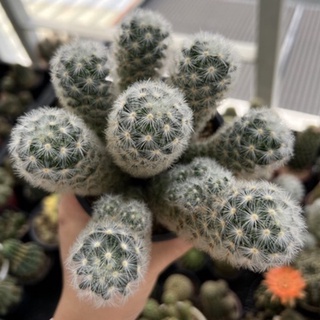 cactus mammillaria carmenae คามิเน่หนามขาว ส่งทั้งกระถาง