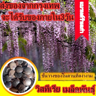 อินทรีย์ ต้น ดอก/Wisteria Seeds 10 แคปซูลการผสมสี เมล็ดพันธุ์ ดอกวิสทีเรีย สีม่วง (สายพันธุ์เลื้อย) สวยงามดอก WKLO