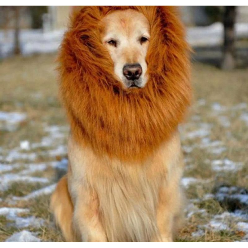 high-quality-lion-mane-wig-product-for-dogs