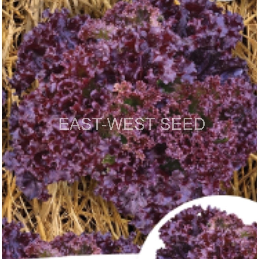 ศรแดง-เมล็ดพันธุ์ผักสลัด-เรด-เวลเวท-east-west-seed-เมล็ดพันธุ์ผัก-เมล็ดพันธุ์-ผักสวนครัว-ตราศรแดง