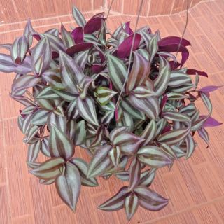 Flower Garden F47 ต้นวาสนาไหล หรือก้ามปูนำโชค Wandering Jew กระถาง8นิ้ว+ฟรีลวดแขวน #ไม้มงคล