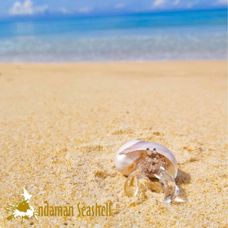 Andaman seashell  แก้วเป่าติดเปลือกหอย รูปปูเสฉวน ติดเปลือกหอย 19