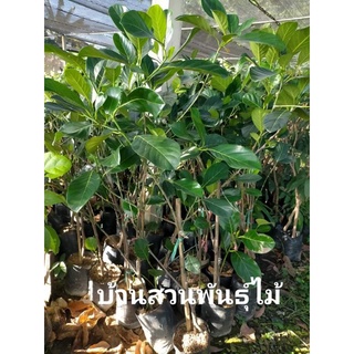 ต้นขนุน พันธุ์ทองส้ม ต้นขนาด 1 เมตร