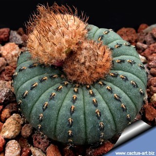 เมล็ดพันธุ์ Frailea castanea 10 เมล็ด แคคตัส กระบองเพชร Cactus