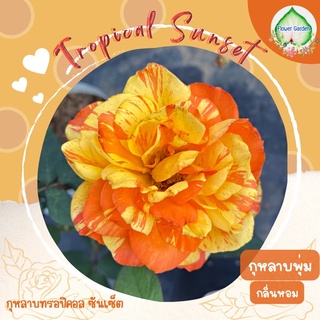 Flower Garden F419 กุหลาบ Tropical sunset ทรอปิคอล ซันเซต โทนสีส้มเหลืองดอกสลับสี