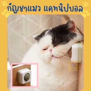 สินค้า 🔥 (พร้อมส่ง) ของเล่นแมว กัญชาแมว ลูกแคปนิป ติดผนัง แคปนิปบอล (Y011)