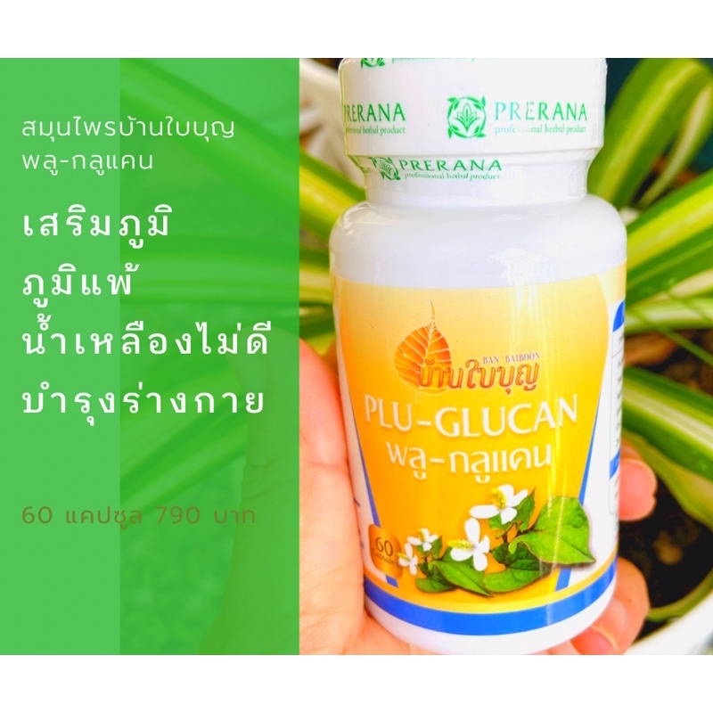 พลู-กลูแคน-ช่วยกระตุ้นภูมิ-สร้างภูมิต้านทาน-มะเร็ง-เบาหวาน-ความดัน