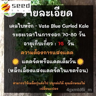 (ผู้ค้าส่งเมล็ดพันธุ์) เมล็ดพันธุ์ คะน้าเคลใบหงิก 400 เมล็ด Brassica oleracea var acep ปลูกง่าย ไม่กลายพันธุ์ นำเข้าจากต