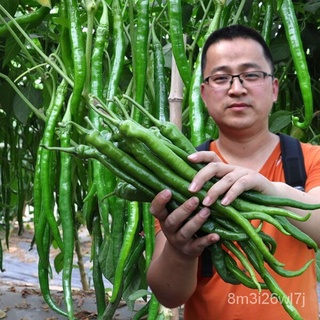 อินทรีย์ ต้น ดอก/ปลูกง่าย ปลูกได้ทั่วไทย 50 PCS Green Long Chilli Seeds Organic Vegetable Long Hot Pepper Seeds Frui KMF