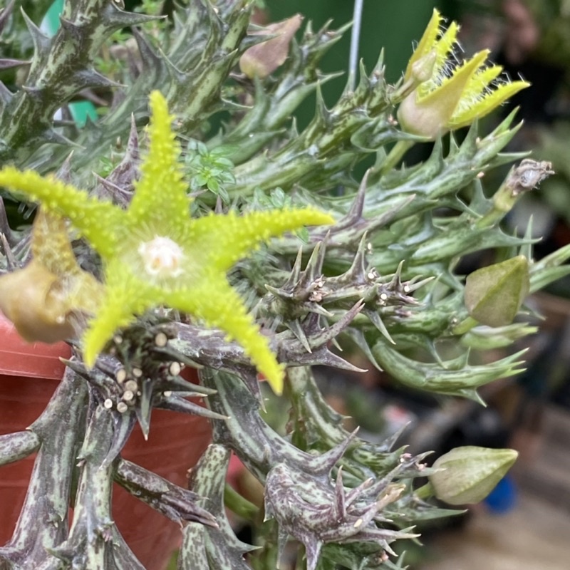 กิ่งเก๋งจีน-ดอกดาวสีเขียว-huernia-orbea-dummeri