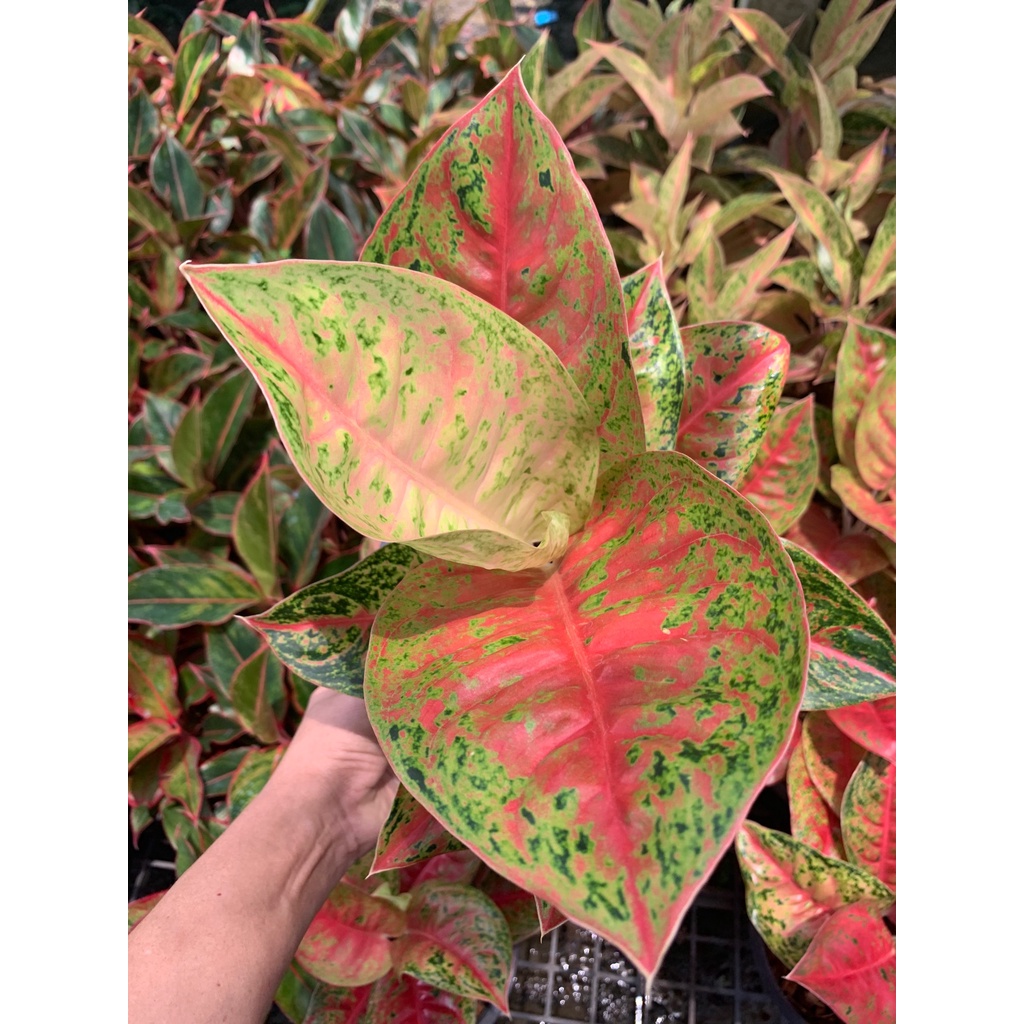 ต้นมหาเศรษฐี-ตระกูลแก้ว-กาญจนาหรืออโกลนีมา-aglaonema-อโกลนีมา-มหาเศรษฐี-aglaonema