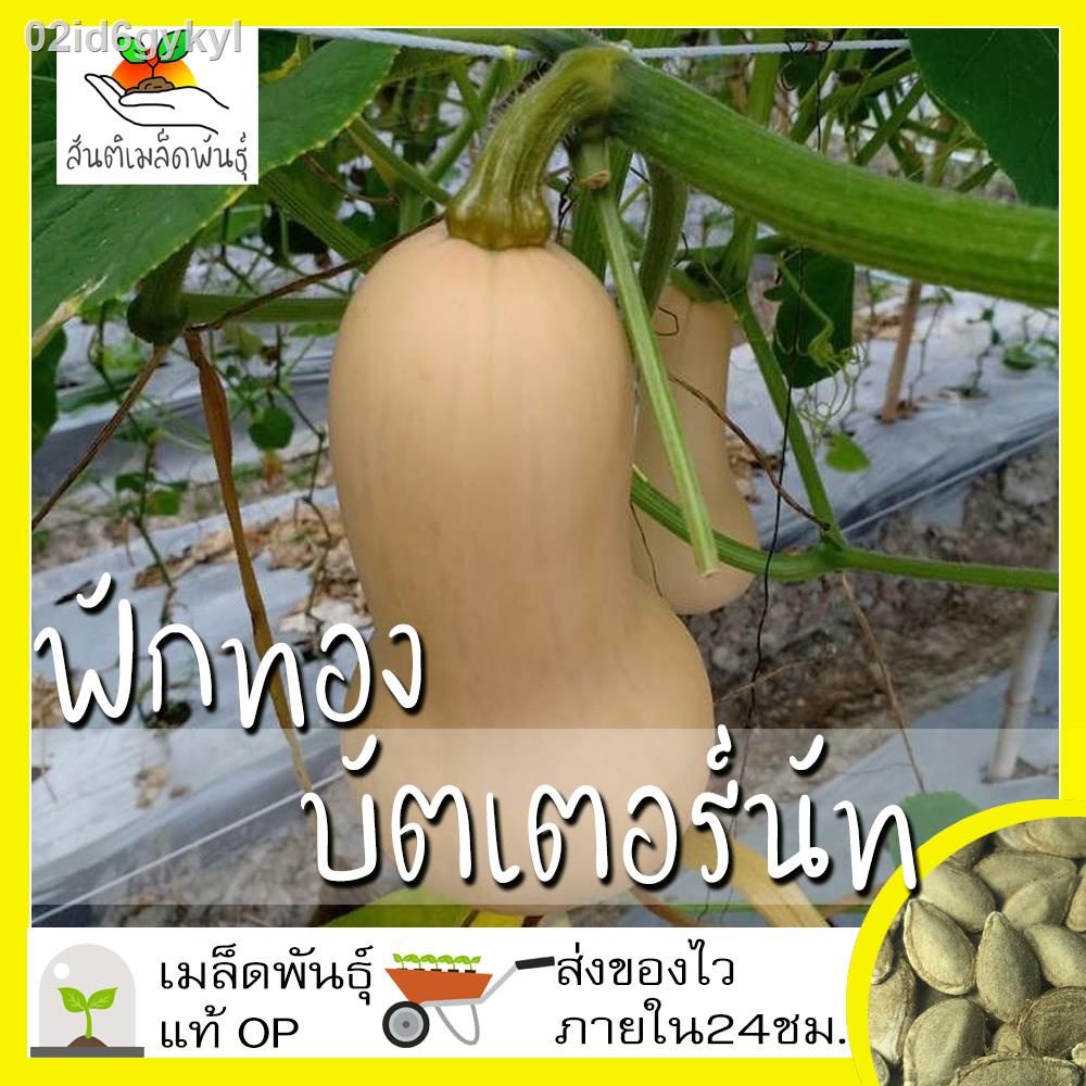 เมล็ดพันธุ์-ฟักทองบัตเตอร์นัท-25-เมล็ด-waltham-butternut-squash-เมล็ดพันธุ์แท้-นำเข้าจากต่างประเทศ-ปลูกผัก-สวนครัว-วิธีป