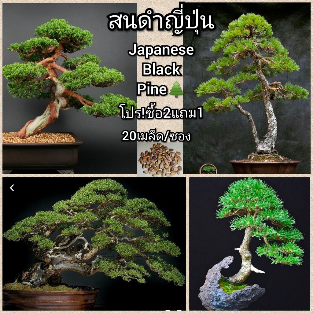 พร้อมสต็อกประเทศไทย-เมล็ดสนดำญี่ปุ่น-คัดเมล็ด-japanese-มล็ดล็อตใหม่มาถึงแล้-นี่มันเมล็ดพืช-ไม่ใช่พืช