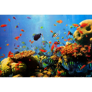 โปสเตอร์ รูปถ่าย วิว ใต้น้ำ ปลา ทะเล ปะการัง Sea Fish Coral View POSTER 24”x35” Inch Wallpapers Background for Aquarium