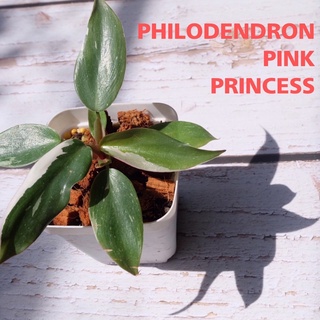 Philodendron Pink Princess  พิงค์ปริ้นเซส ไม้เนื้อเยื่อ วัยอนุบาล กระถาง2-3 นิ้ว