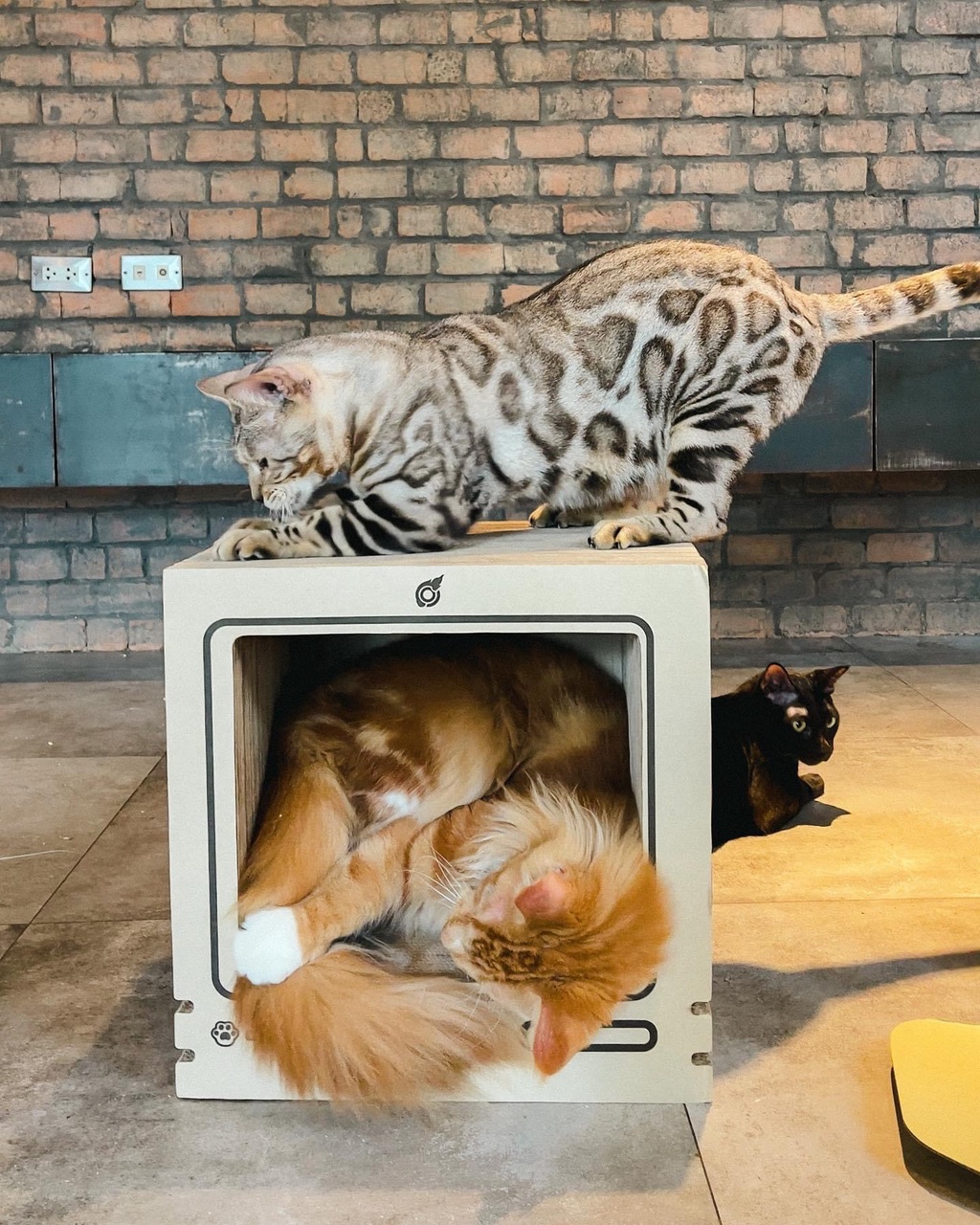 KAFBO x LOGA Catputer ที่ลับเล็บแมวรูปคอมพิวเตอร์ ที่ฝนเล็บแมว บ้านแมว ...