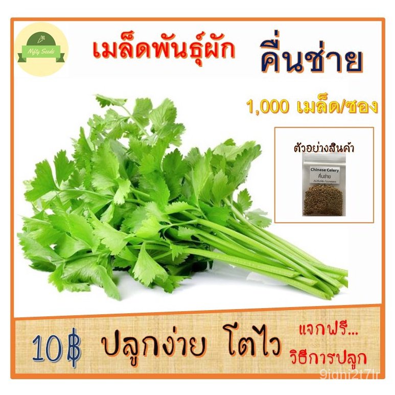 ขายดี-สวนครัว-เมล็ดผักพื้นบ้าน-ผักสวนครัว-เมล็ดพันธุ์-คื่นช่าย-1-000-เมล็ด-10บาท-ถูกสุด-ปลูกง-อินทรีย์-คละ-สวนครัว-ดอก