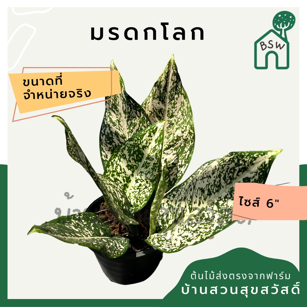 มรดกโลก-กระถาง-5-6-นิ้ว-อโกลนีมา-ด่างแบบโดดเด่น-aglaonema-ไม้แรร์