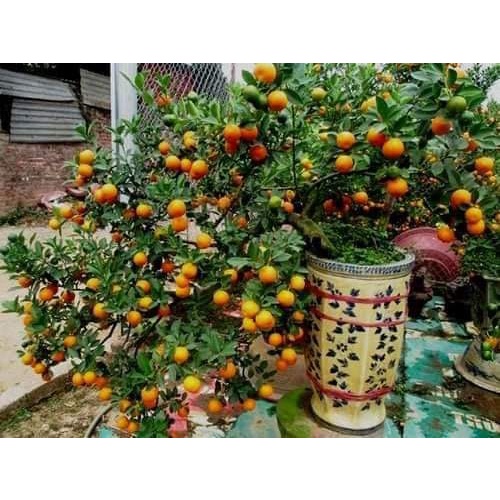 1ต้น-ขาย-ต้นพันธุ์-ต้น-ต้นส้มจี๊ด-ส้มจี๊ด-ต้นส้ม-ส้ม-kanokwan