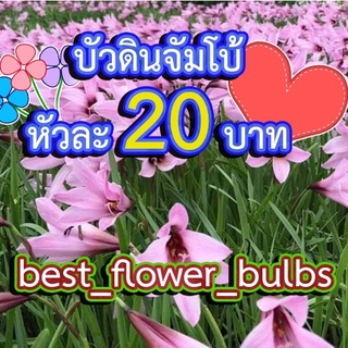 บัวดินจัมโบ้หัวละ 20 บาท