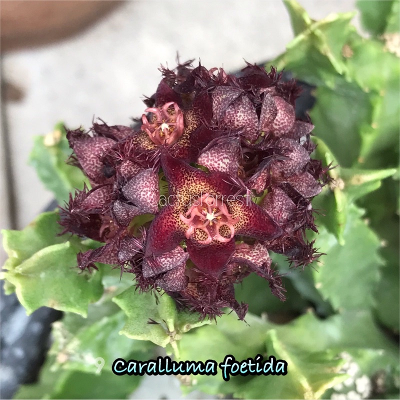 เก๋งจีนเด็ดสด-caralluma-foetida