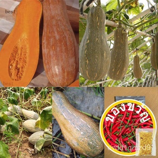 เมล็ดพันธุ์ seeds man เมล็ด : เมล็ดฟักทองน้ำผึ้ง Honey Pumpkin Seed เมล็ดฟักทอง ฟักทอง ฟักทองน้ำผึ้ง เมล็ดผัก เมล็ดพัน J