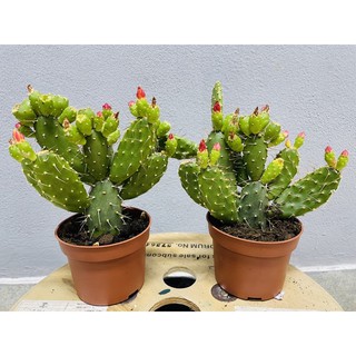 โอพันเทีย Opuntia Quitensis