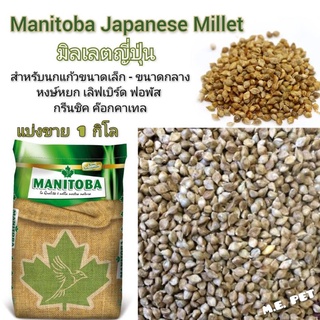 ภาพหน้าปกสินค้าManitoba มิลเล็ตญี่ปุ่น Japanese Millet สำหรับนก แบ่งขาย 1 กิโล ที่เกี่ยวข้อง
