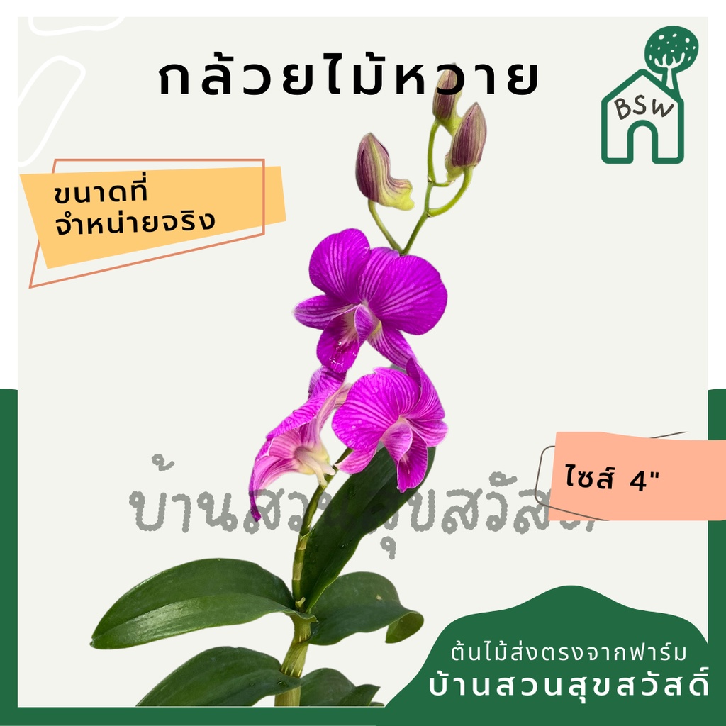 กล้วยไม้หวาย-พร้อมกระถาง-4-นิ้ว-ต้นใหญ่-เลี้ยงง่าย-ออกดอกเก่ง