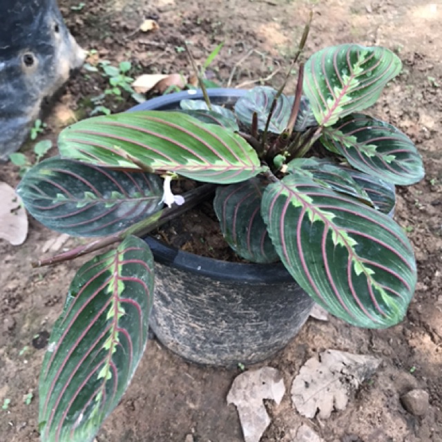 0013-มาแรนทา-แดง-maranta-leuconcura-erythroneura-or-maranta-red