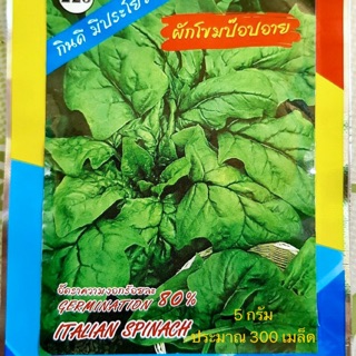 ผักโขม ผักโขมป๊อปอาย italian spinach ประมาณ 200-300 เมล็ด