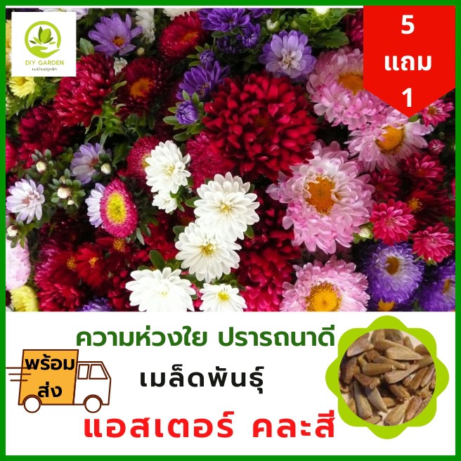 เมล็ดพันธุ์ดอกไม้-เมล็ดพันธุ์แอสเตอร์-เมล็ดพันธุ์ดอกไม้นำเข้า-ดอกไม้มงคล-จัดสวน-แต่งสวน-ปลูกดอกไม้-ปลูกผัก-ผักสวนครัว