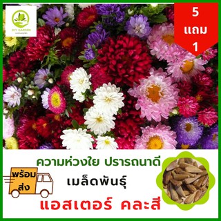 เมล็ดพันธุ์ดอกไม้ เมล็ดพันธุ์แอสเตอร์ เมล็ดพันธุ์ดอกไม้นำเข้า ดอกไม้มงคล จัดสวน แต่งสวน ปลูกดอกไม้ ปลูกผัก ผักสวนครัว